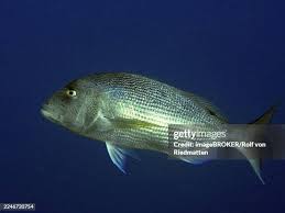 Image result for Dentex dentex