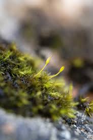 Attēlu rezultāti vaicājumam “Seligeria donniana”