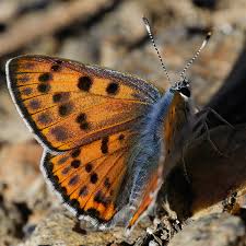 Attēlu rezultāti vaicājumam “Lycaena alciphron”