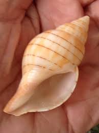 Image result for Cinctura hunteria