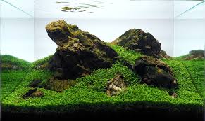 Attēlu rezultāti vaicājumam “Elatine hydropiper”