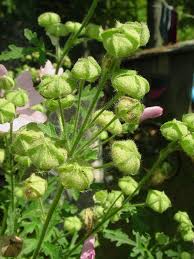 Attēlu rezultāti vaicājumam “Malva moschata flower”