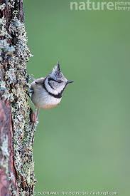 Attēlu rezultāti vaicājumam “Lophophanes cristatus”