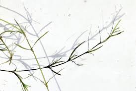 Attēlu rezultāti vaicājumam “Najas flexilis leaf”