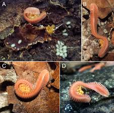 Attēlu rezultāti vaicājumam “Polyzonium germanicum”