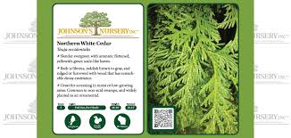 Attēlu rezultāti vaicājumam “Thuja occidentalis leaf”