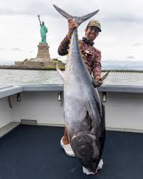 Image result for giant tuna
