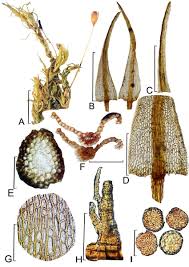 Attēlu rezultāti vaicājumam “| Dicranella”