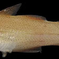 Image result for Pollachius virens