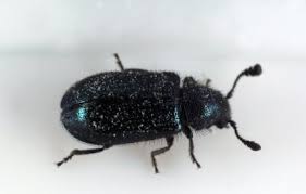 Attēlu rezultāti vaicājumam “Necrobia violacea”