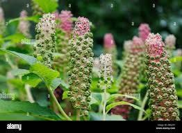 Attēlu rezultāti vaicājumam “Phytolacca acinosa flower”
