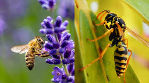 Image result for East Kilbride Wasps