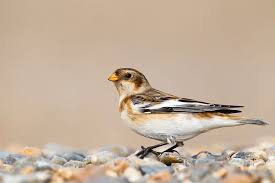 Attēlu rezultāti vaicājumam “Plectrophenax nivalis”