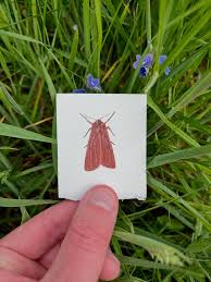 Attēlu rezultāti vaicājumam “Phragmatobia fuliginosa larva”