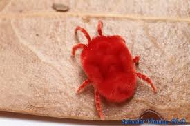 Attēlu rezultāti vaicājumam “Trombidiidae”