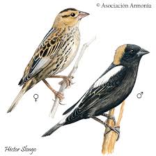 Image result for Dolichonyx oryzivorus