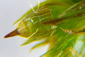 Attēlu rezultāti vaicājumam “Ulota crispa”