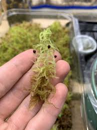 Attēlu rezultāti vaicājumam “Sphagnum austinii sporophyte”