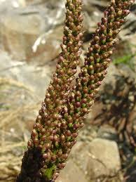 Attēlu rezultāti vaicājumam “Plantago major subsp. intermedia leaf”