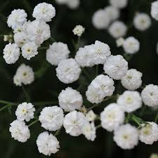 Attēlu rezultāti vaicājumam “Achillea ptarmica”