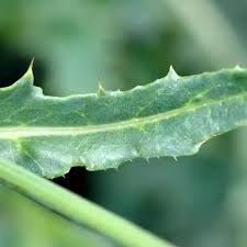 Image result for Alpendistel