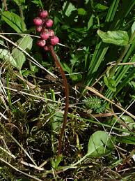 Attēlu rezultāti vaicājumam “Pyrola minor”