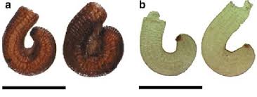 Attēlu rezultāti vaicājumam “Elatine hydropiper leaf”