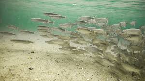 Image result for Chelon richardsonii