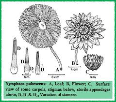 Attēlu rezultāti vaicājumam “Nymphaeaceae”
