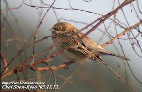 Image result for Emberiza pallasi