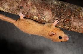 Attēlu rezultāti vaicājumam “Muscardinus avellanarius”