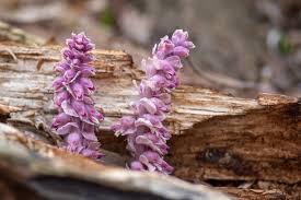 Attēlu rezultāti vaicājumam “Lathraea squamaria flower”
