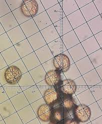 Attēlu rezultāti vaicājumam “Trichia longipalpis sessile”