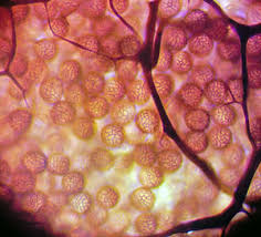 Attēlu rezultāti vaicājumam “Symphytocarpus impexus spores”