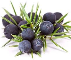 Attēlu rezultāti vaicājumam “Juniperus communis fruit”