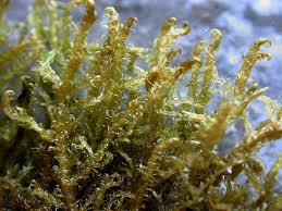 Attēlu rezultāti vaicājumam “Hamatocaulis vernicosus”