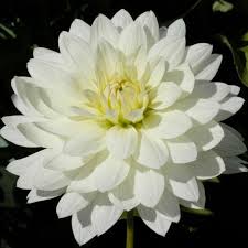 Image result for Dahlia `Snowflake`