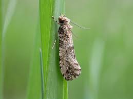 Attēlu rezultāti vaicājumam “Morophaga choragella”