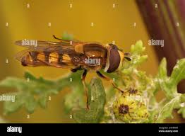 Attēlu rezultāti vaicājumam “Eupeodes corollae”