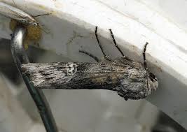 Attēlu rezultāti vaicājumam “Lithomoia solidaginis”