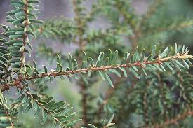 Attēlu rezultāti vaicājumam “Taxus”