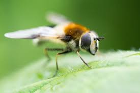 Attēlu rezultāti vaicājumam “Leucozona lucorum”