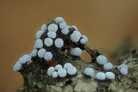 Attēlu rezultāti vaicājumam “Oligonema persimile sessile”