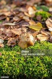 Attēlu rezultāti vaicājumam “Arrhenia spatulata”