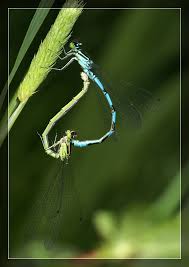 Attēlu rezultāti vaicājumam “Coenagrion hastulatum”