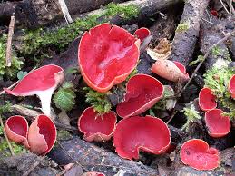 Attēlu rezultāti vaicājumam “Sarcoscypha austriaca”