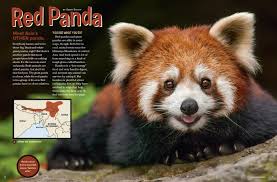 Image result for pandas