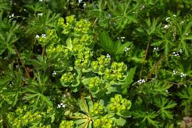 Attēlu rezultāti vaicājumam “Euphorbia helioscopia leaf”