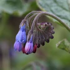 Attēlu rezultāti vaicājumam “Symphytum asperum leaf”