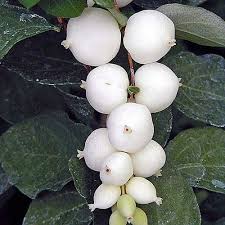 Attēlu rezultāti vaicājumam “Symphoricarpos albus fruit”